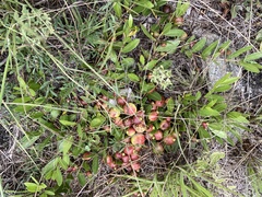 Psidium salutare mucronatum