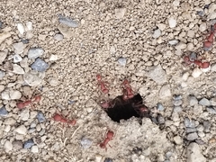 Pogonomyrmex salinus