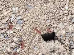 Pogonomyrmex salinus