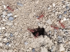 Pogonomyrmex salinus