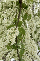 Prunus padus