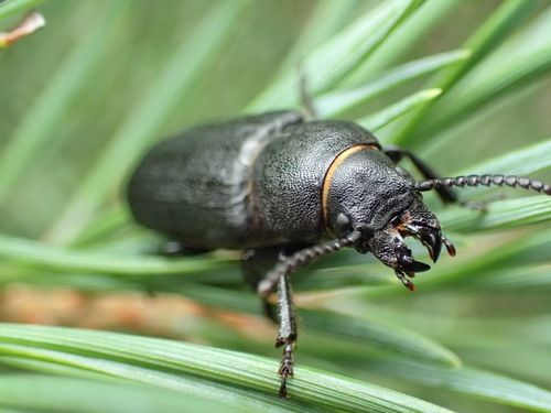 Black Longicorn Beetle, photo 3 of 10