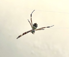 Argiope argentata