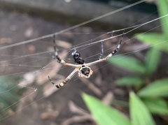 Argiope argentata