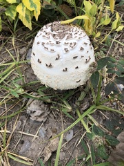 Chlorophyllum molybdites