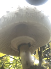 Chlorophyllum molybdites