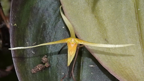 Pleurothallis ascera, photograph 1
