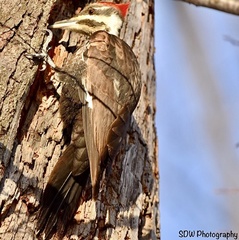 Dryocopus pileatus