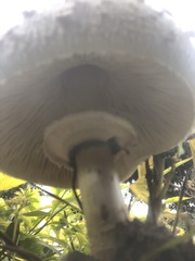 Chlorophyllum molybdites