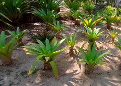 Bromeliaceae