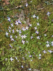 Houstonia serpyllifolia