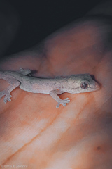 Hemidactylus frenatus