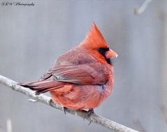 Cardinalis cardinalis
