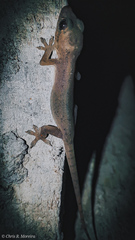 Hemidactylus frenatus