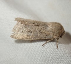 Orthosia gracilis