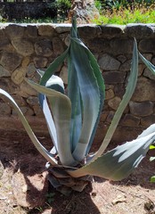 Agave