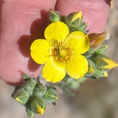 Mentzelia montana