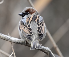 Passer domesticus