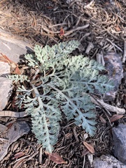 Vesper purpurascens