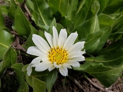 Wyethia helianthoides