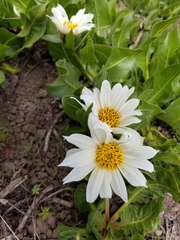 Wyethia helianthoides