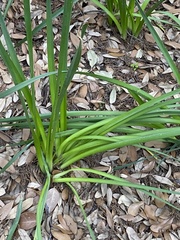 Irideae