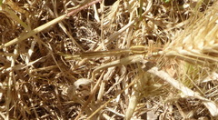 Platycnemis dealbata
