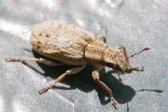 Sitona macularius