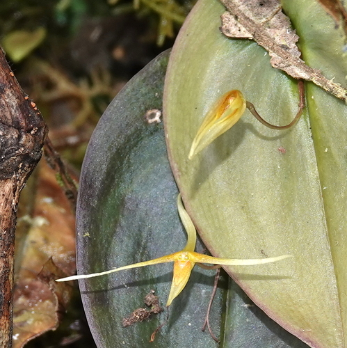 Pleurothallis ascera, photograph 2