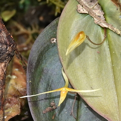 Pleurothallis index