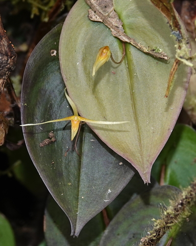 Pleurothallis ascera, photograph 3