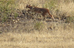 Caracal caracal