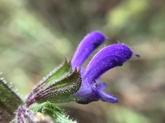 Salvia sclareoides