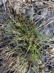 Lomatium graveolens alpinum