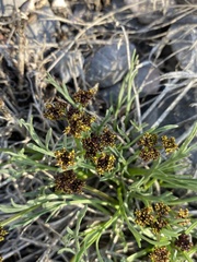 Lomatium graveolens alpinum