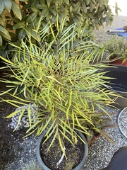 Berberis eurybracteata