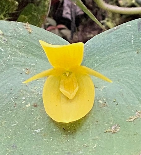 Titan Orchid