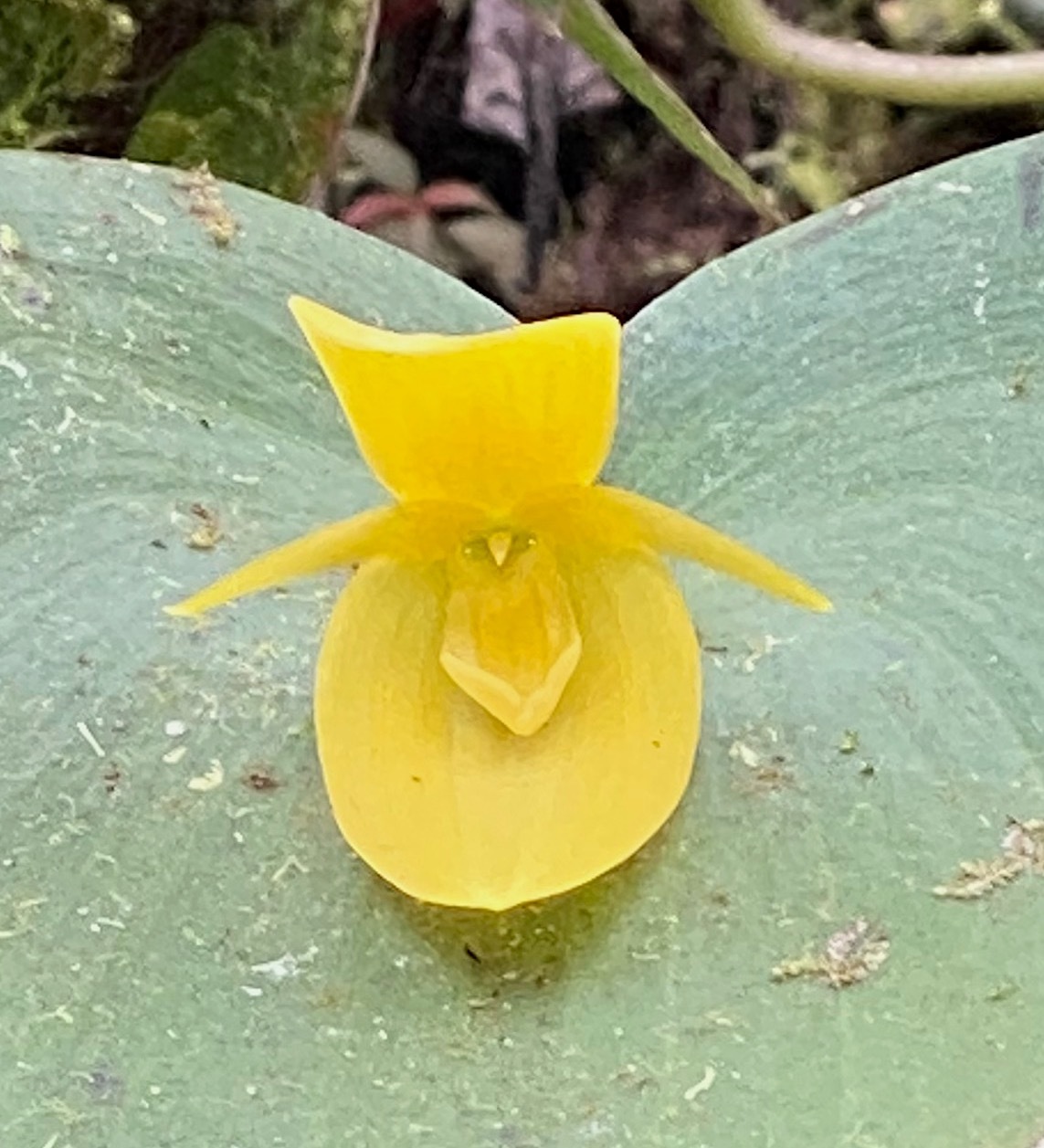 Pleurothallis titan