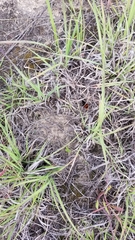 Dasymutilla clotho