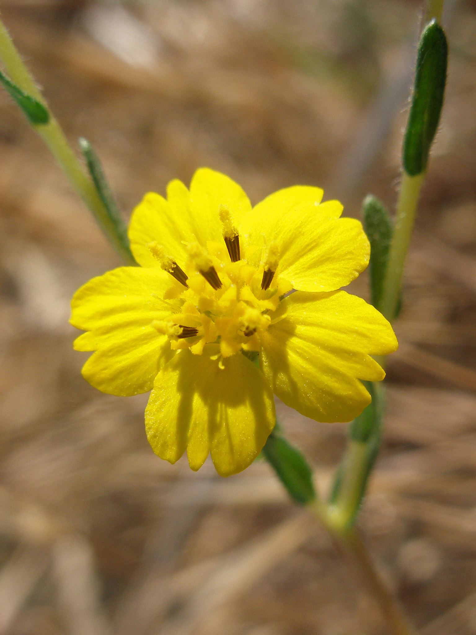 Deinandra