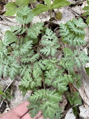 Dicentra canadensis