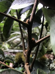 Cedrela