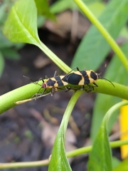 Oncopeltus cingulifer