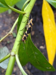 Oncopeltus cingulifer