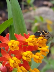 Oncopeltus cingulifer