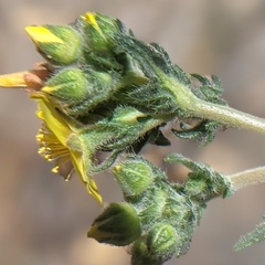 Mentzelia montana