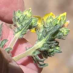 Mentzelia montana
