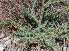 Mentzelia montana