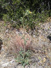 Mentzelia montana