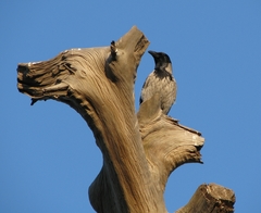 Corvus cornix